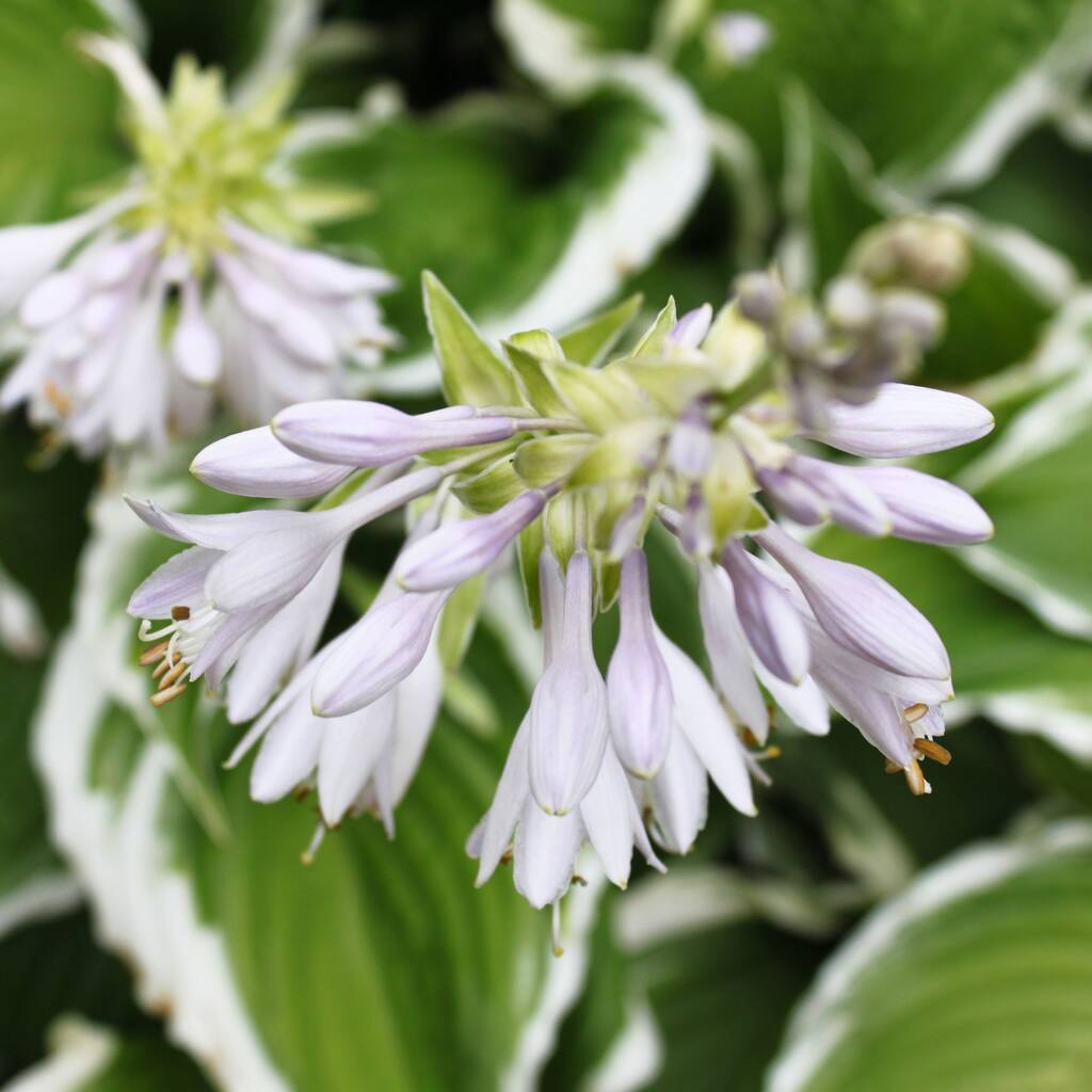 Hosta 'Fragrant Bouquet' Spring Flowering Herbaceous Perennials Plant - 9cm Pot