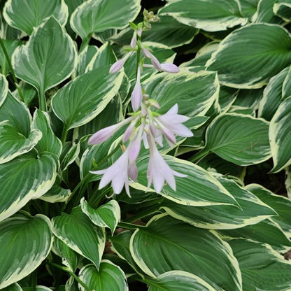 Hosta 'Fragrant Bouquet' Spring Flowering Herbaceous Perennials Plant - 9cm Pot