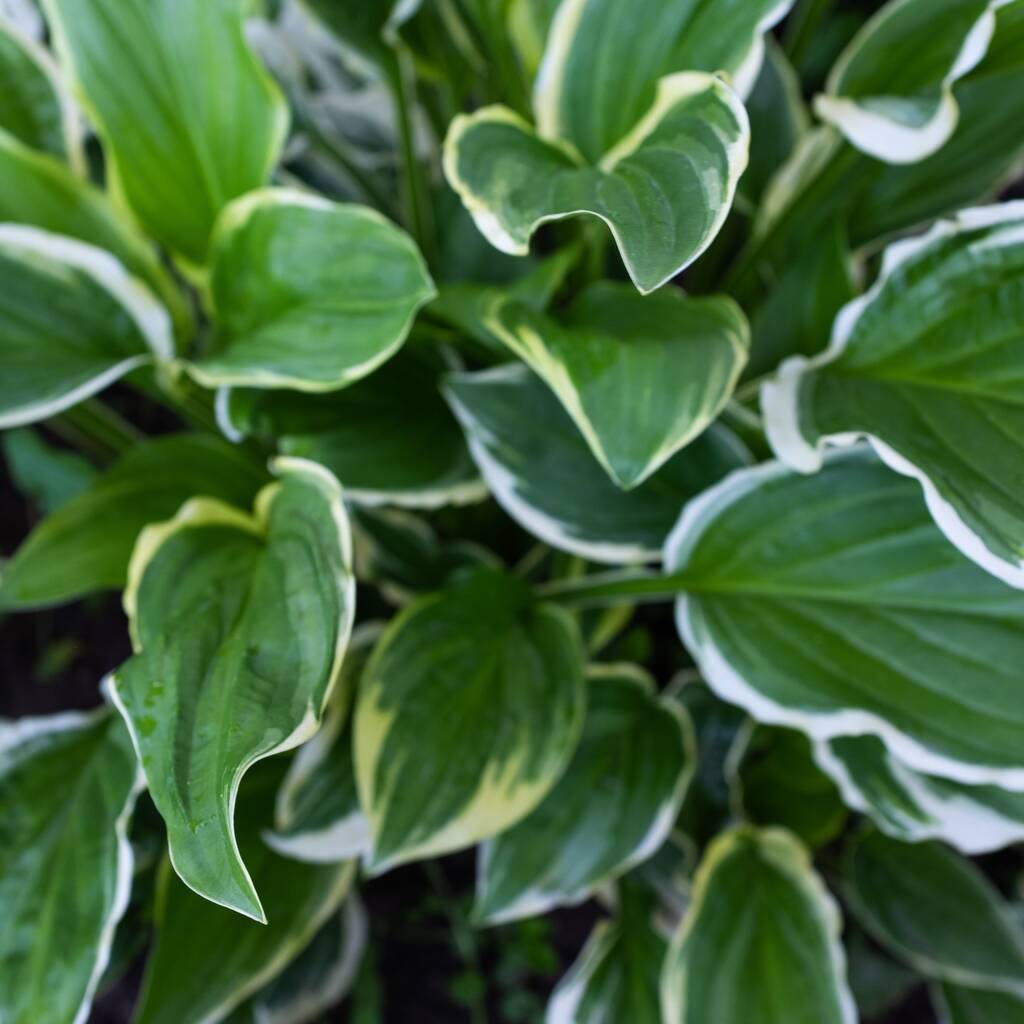 Hosta 'Fragrant Bouquet' Spring Flowering Herbaceous Perennials Plant - 9cm Pot