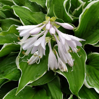 Hosta 'Fragrant Bouquet' Spring Flowering Herbaceous Perennials Plant - 9cm Pot