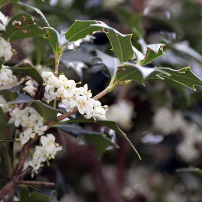 'False Holy' Osmanthus Heterophyllus Purpureus Flowering Evergreen Shrub Plant - 9cm Pot