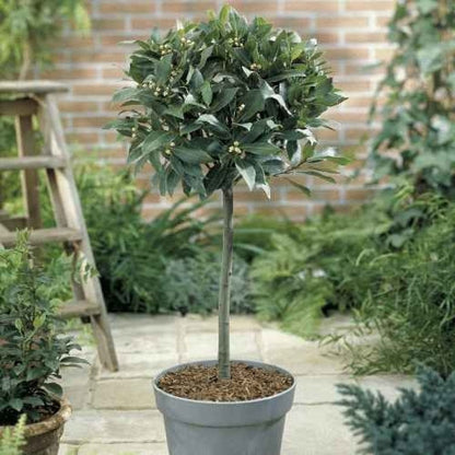 Standard Bay Tree - Laurus Nobilis - 17cm Pot 70 to 80cm