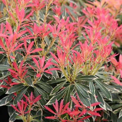 ‘Flaming Silver’ Pieris Japonica Variegated Evergreen Shrub Plant - 17cm Pot