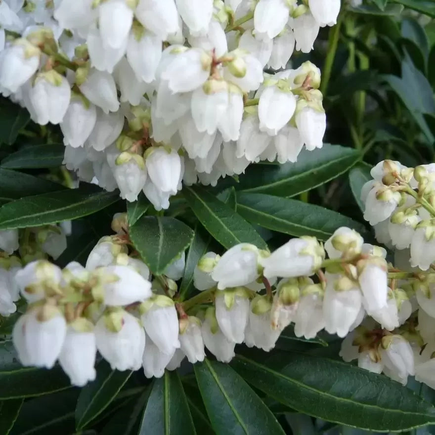 'Debutance' Pieris Japonica Flowering Evergreen Shrub Plant - 17cm Pot