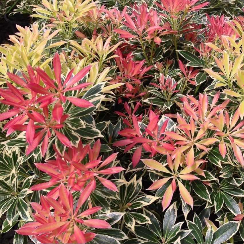 ‘Flaming Silver’ Pieris Japonica Variegated Evergreen Shrub Plant - 17cm Pot