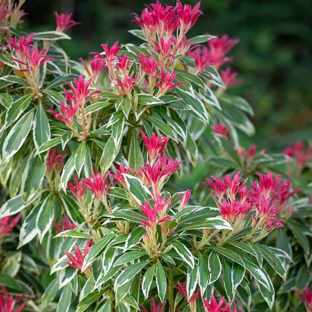 ‘Flaming Silver’ Pieris Japonica Variegated Evergreen Shrub Plant - 17cm Pot