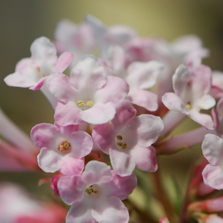 'Chales Lamont' Viburnum x Bodnantense Flowering Deciduous Shrub Plant -  17cm Pot