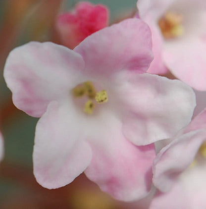 'Chales Lamont' Viburnum x Bodnantense Flowering Deciduous Shrub Plant -  17cm Pot