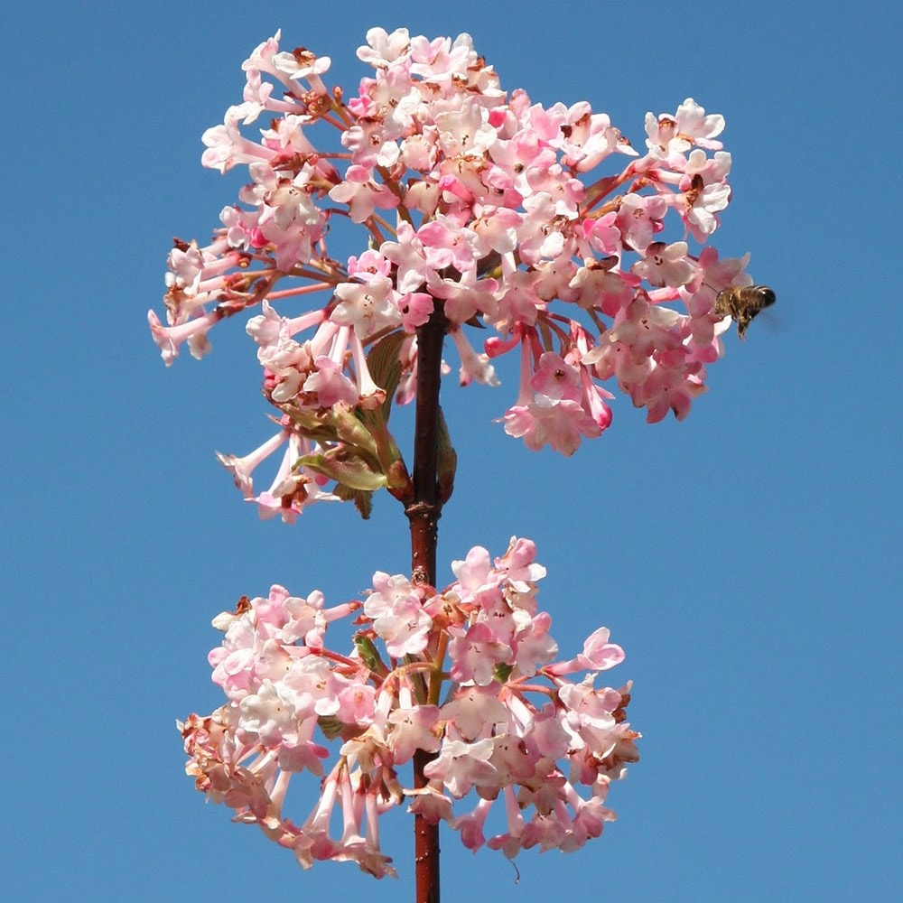 'Chales Lamont' Viburnum x Bodnantense Flowering Deciduous Shrub Plant -  17cm Pot