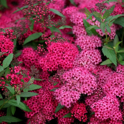 'Anthony Waterer' Spiraea Japonica Flowering Deciduous  Shrub Plant - 17cm Pot