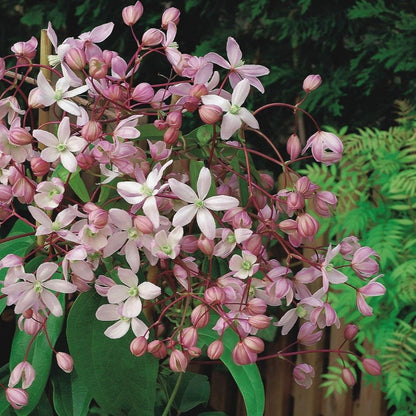 'Clematis' Armandii - Hendersonii Rubra Flowering Evergreen Plant - 15cm Pot