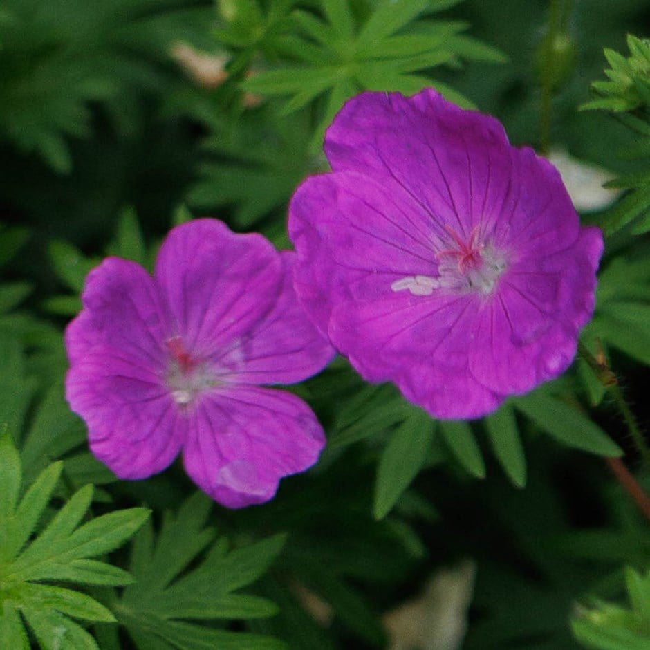 'Vision Violet' Geranium Sanguineum Flowering Perennial Plant - 9cm Pot