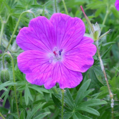 'Vision Violet' Geranium Sanguineum Flowering Perennial Plant - 9cm Pot