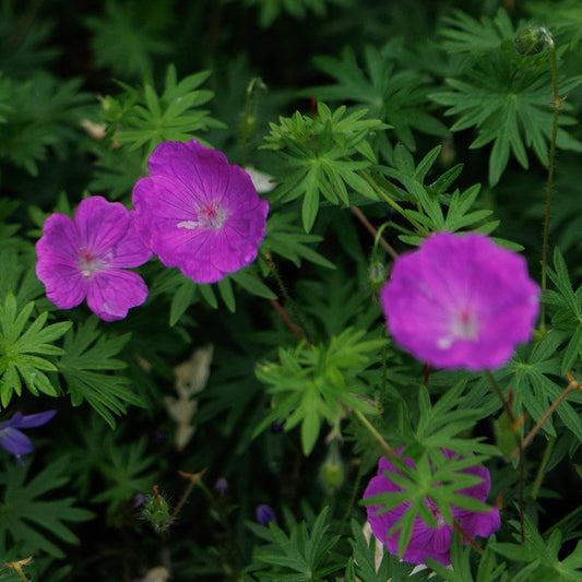 'Vision Violet' Geranium Sanguineum Flowering Perennial Plant - 9cm Pot