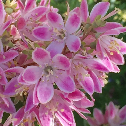 'Strawberry Fields' Deutzia x Hybrid Flowering Deciduous Shrub Plant - 13cm Pot