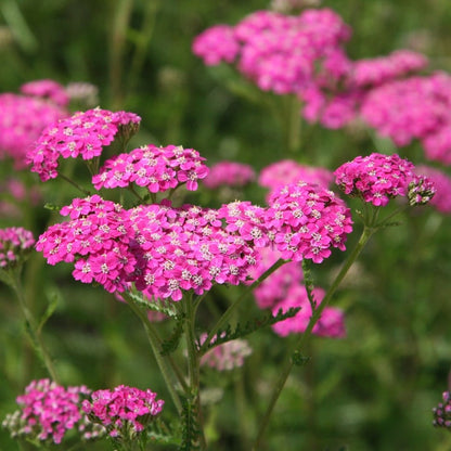 'Cerise Queen' Achillea Millefolium Flowering Perennials Plant - 9cm Pot