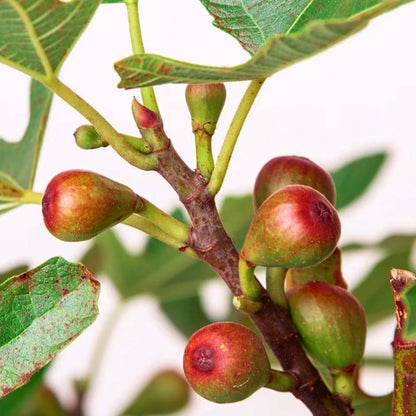 'Little Miss Figgy' Ficus Carica Dwarf Deciduous Plant - 17cm Pot