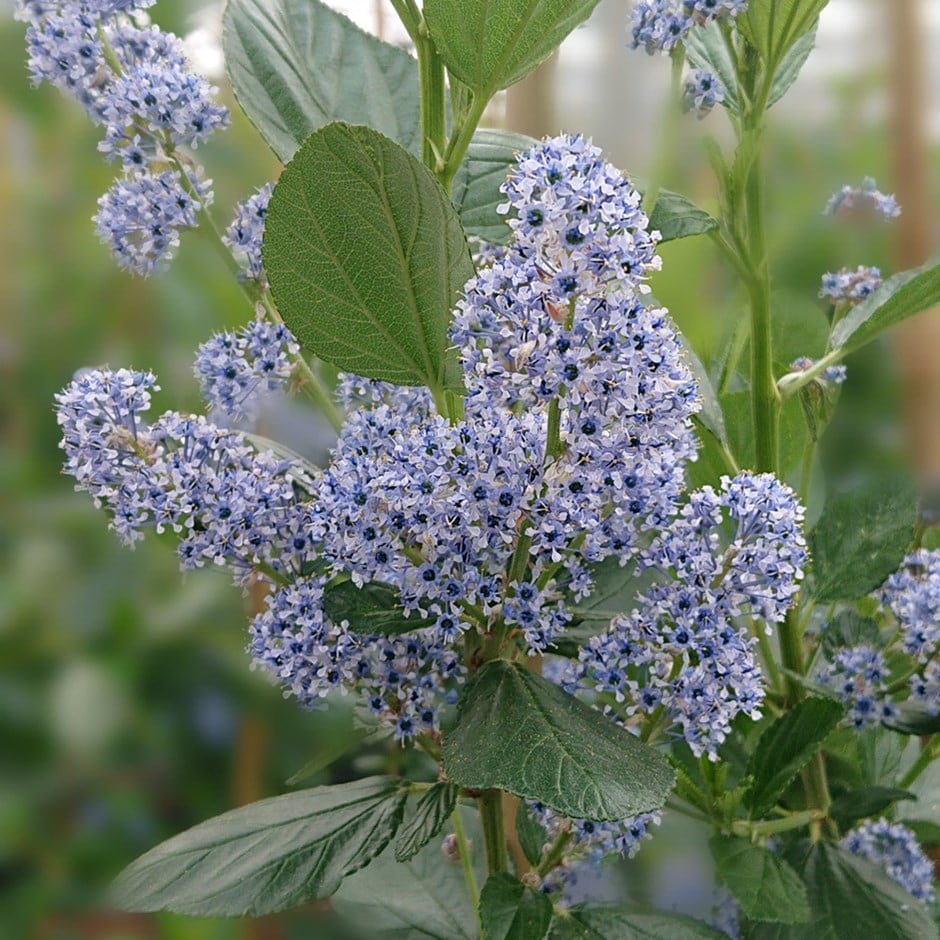 'Trewithen Blue / Californian Lilac' Ceanothus Flowering Evergreen Shrub Plant - 19cm Pot