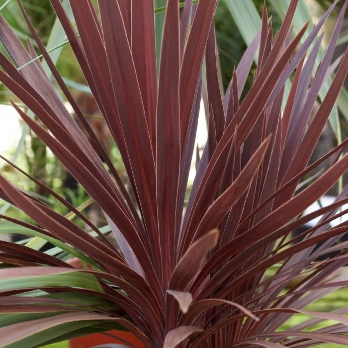 'Red Star' Cordyline Australis Evergreen Shrub - 20cm Pot 1m