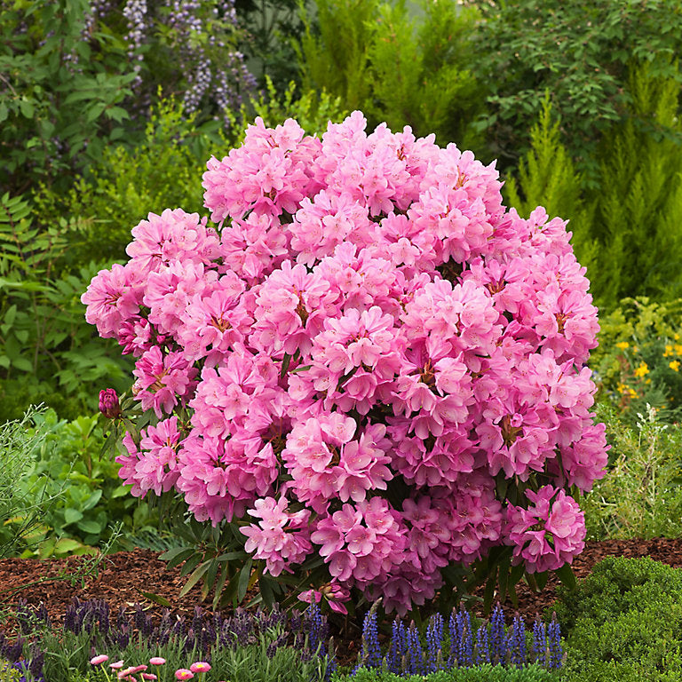 Rhododendron 'Graziella' Spring & Summer Flowering Evergreen Shrub Plant - 19cm Pot