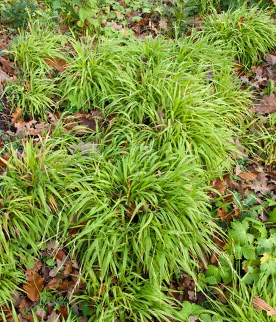 'Great Wood-rush' Luzula Sylvatica Perennial Flowering Grass - 17cm Pot