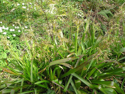 'Great Wood-rush' Luzula Sylvatica Perennial Flowering Grass - 17cm Pot