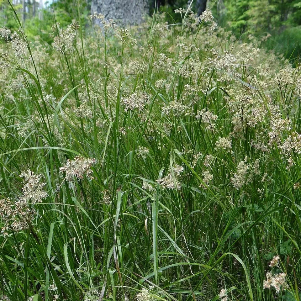 'Great Wood-rush' Luzula Sylvatica Perennial Flowering Grass - 17cm Pot