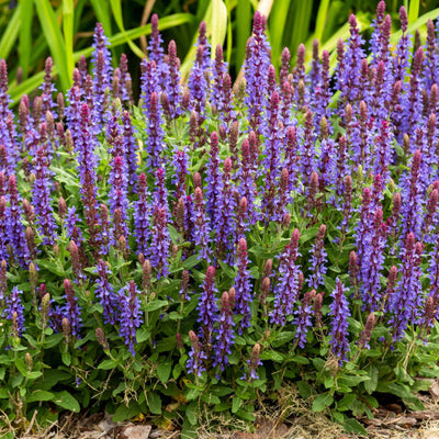 Salvia x Superba New Dimensions Blue 9cm