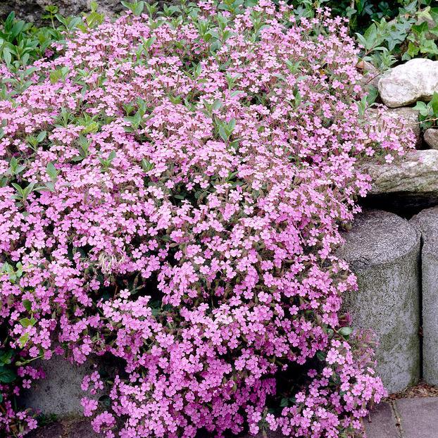 'Wargrave Pink’ Geranium Endressi Flowering Herbaceous Perennial Plant - 9cm Pot