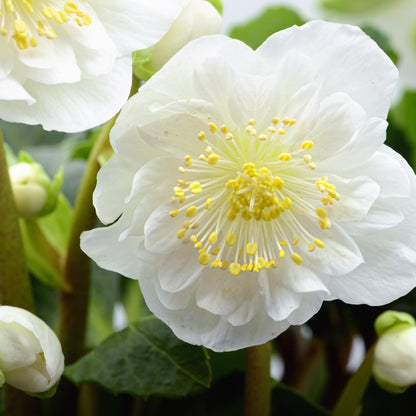 Mixed Pack Of 3 Helleborus Orientalis Autumn To Spring Flowering Plant - 9cm Pot