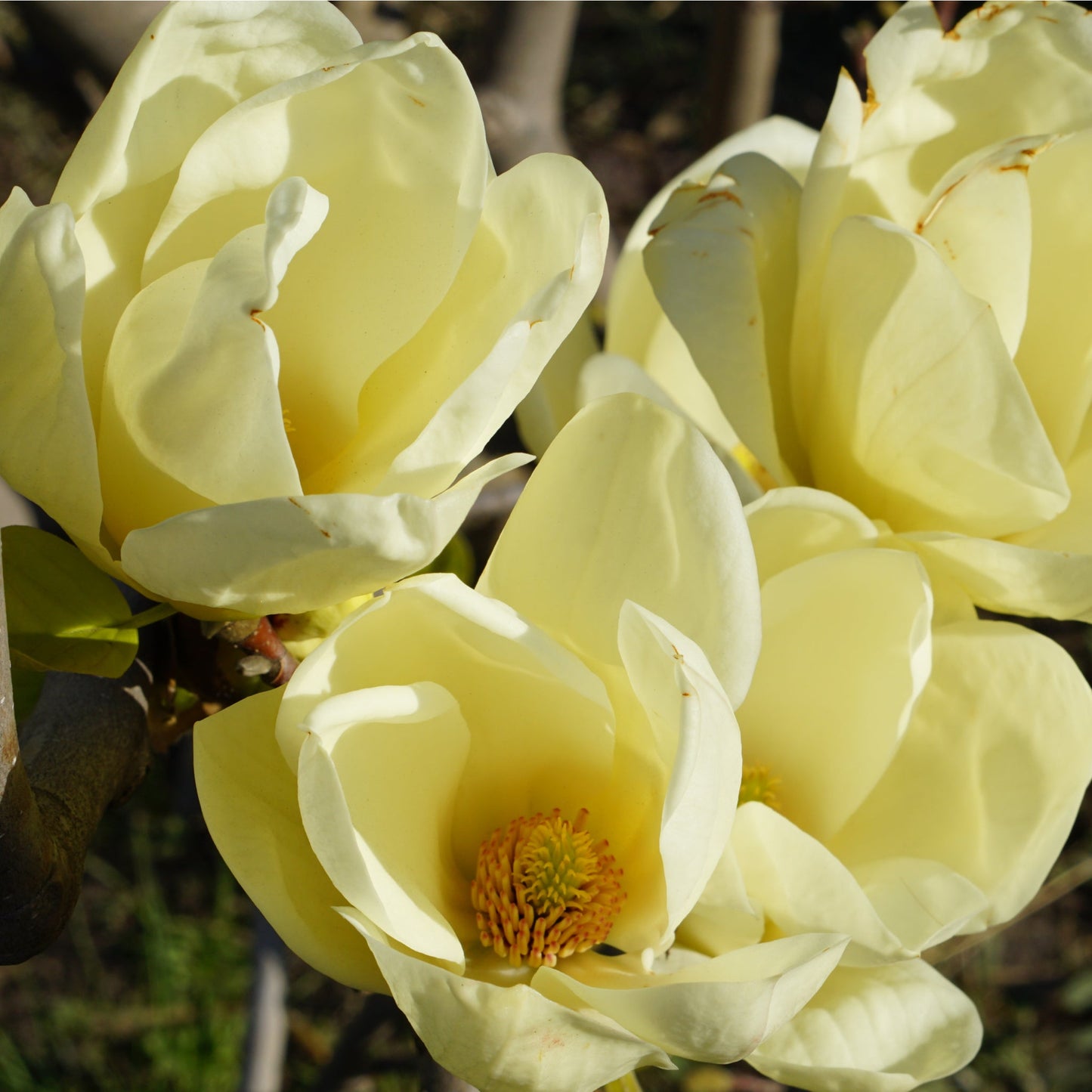 'Yellow River Magnolia' Denudata Flowering Deciduous Shrub - 17cm Pot