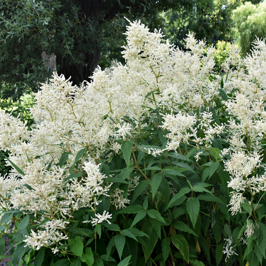 Astilbe Arendsii 'False Goat's Beard' Perennial White - 9cm Pot