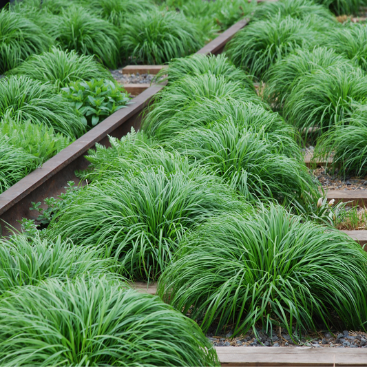 'Irish Green' Carex Oshimensis Evergreen Plant - 17cm Pot 30-50cm