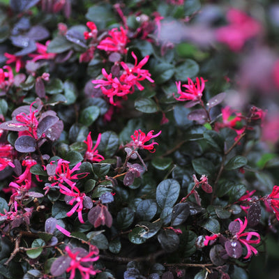 Loropetalum 'Chinese Fire Dance' Scented Flowers Semi Evergreen Shrub - 9cm Pot