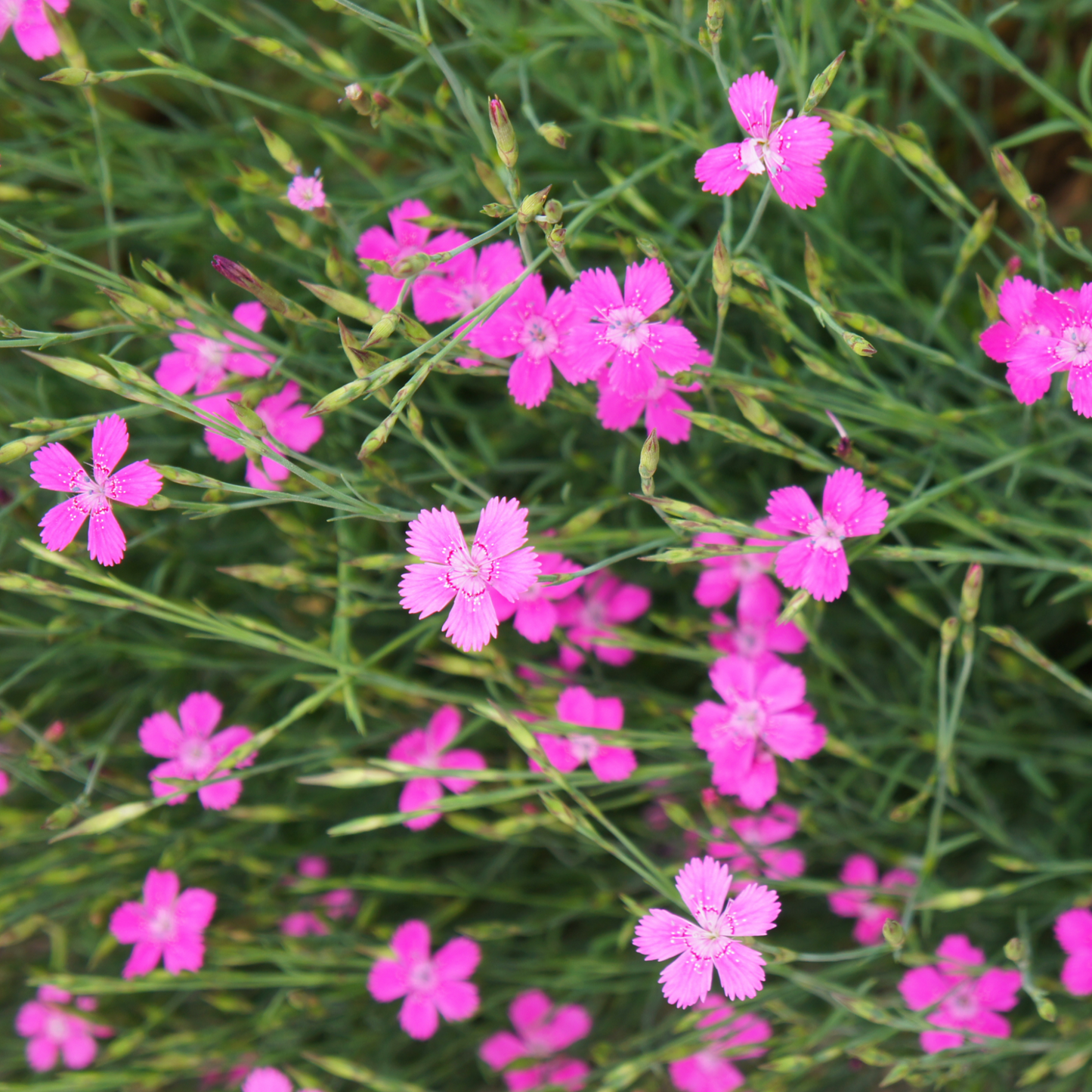 'Brilliant' Dianthus Deltoies Flowering Semi-evergreen Perennial Plant - 9cm Pot