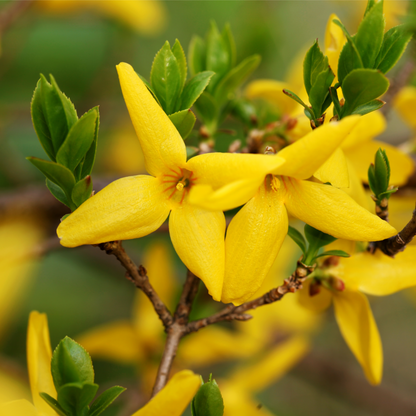 'Weekend' Forsythia x Intermedia Flowering Deciduous Shrub Plant - 13cm Pot