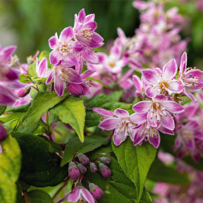 'Strawberry Fields' Deutzia x Hybrid Flowering Deciduous Shrub Plant - 13cm Pot