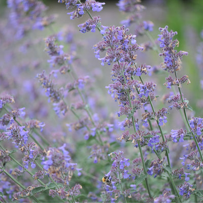 Six Hills Giant Nepeta Perennial - 9cm Pot