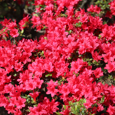 'Hino Crimson' Azalea Spring Flowering Evergreen Shrub Plant 1.5L