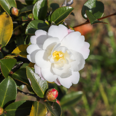 Camellia Japonica White Swan 60cm