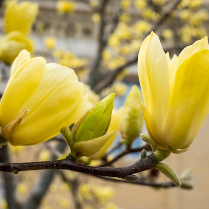 'Yellow River Magnolia' Denudata Flowering Deciduous Shrub - 17cm Pot