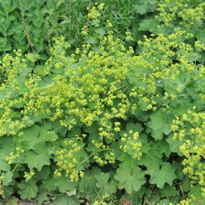 'Lady's Mantle' Alchemilla Mollis Flowering Perennial Plant - 17cm Pot