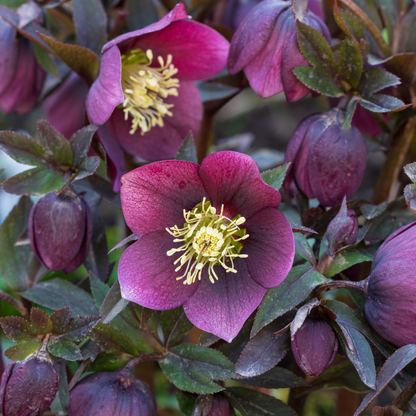 Mixed Pack Of 3 Helleborus Orientalis Autumn To Spring Flowering Plant - 9cm Pot