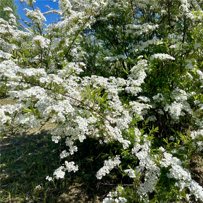 'Snowmound' Spiraea Japonica Flowering Deciduous Shrub Plant - 13cm Pot