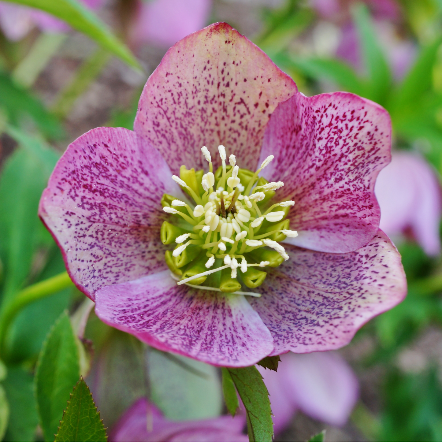 Mixed Pack Of 3 Helleborus Orientalis Autumn To Spring Flowering Plant - 9cm Pot