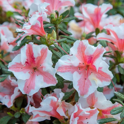 'Starburst' Azalea Encore Flowering Evergreen Shrub Plant - 19cm Pot