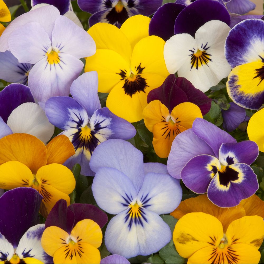 20 Pack Pansy Bedding Plants Tray