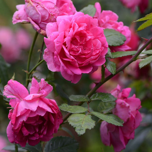 Pink Perpetue Climbing Potted Rose - 20cm Pot Pre-order For December