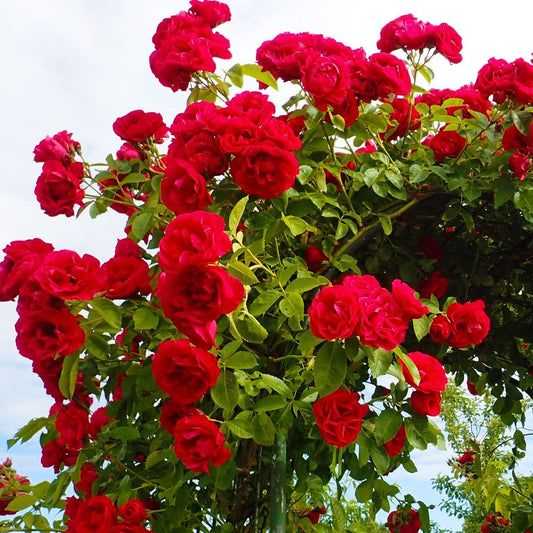 'Paul's Scarlet' Climbing Potted Rose - 20cm Pot Pre-order for December