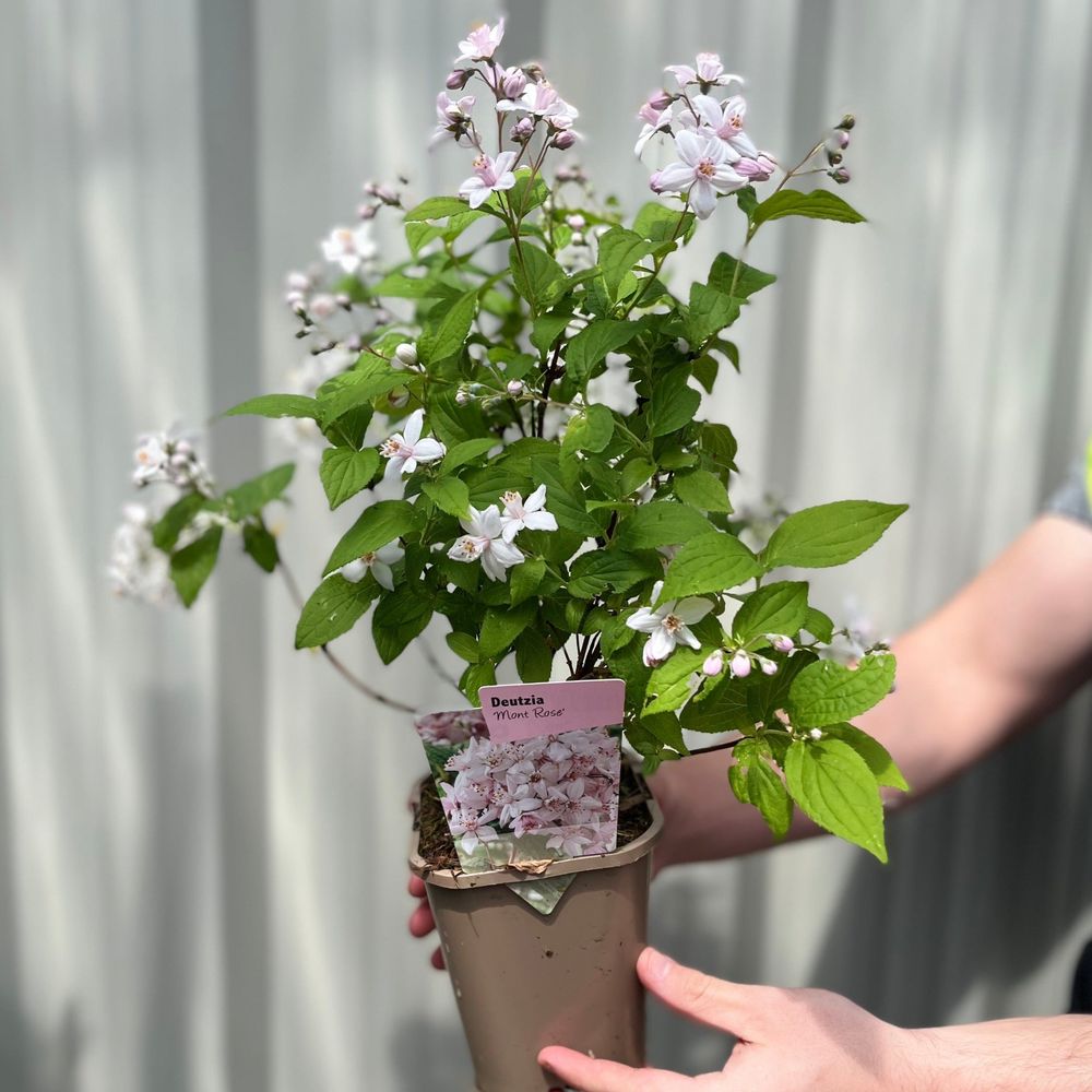 'Mount Rose' Deutzia Flowering Deciduous Shrub Plant - 13cm Pot